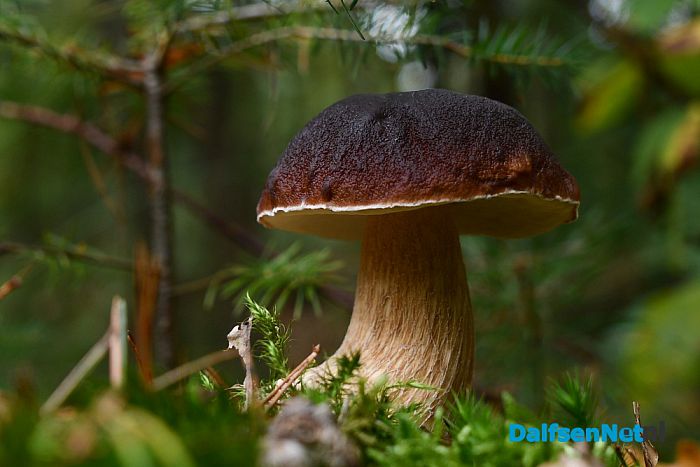 Herfst - Foto: Johan Bokma