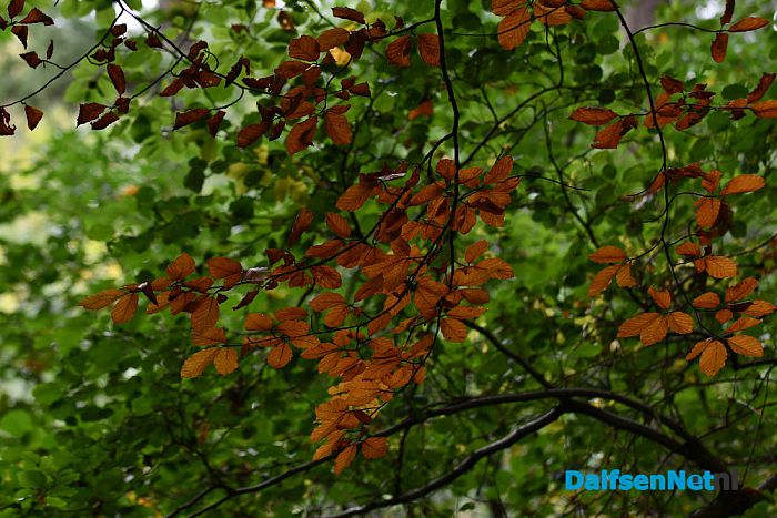 Herfst - Foto: Johan Bokma