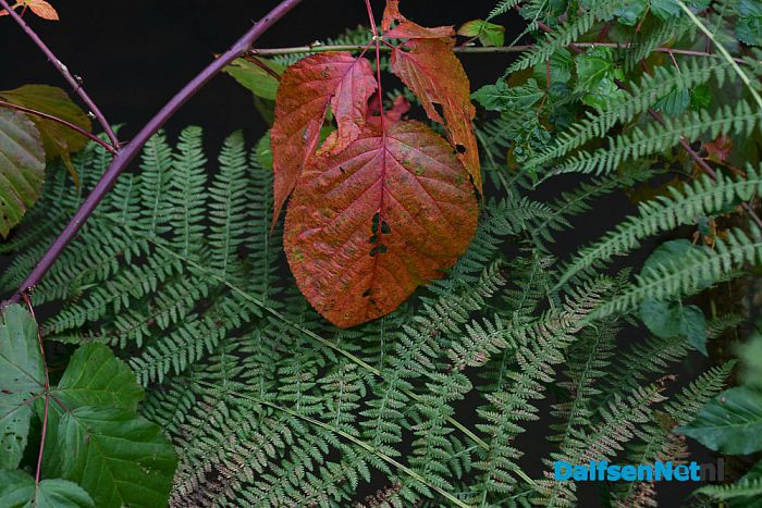 Herfst - Foto: Johan Bokma