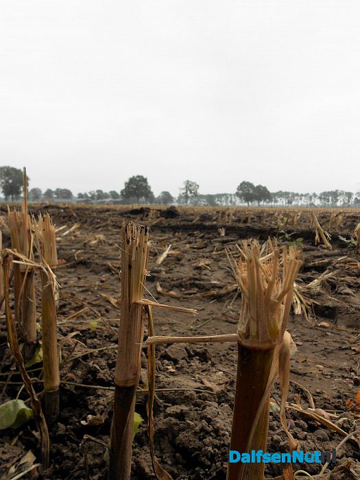 Maisoogst in volle gang ook rond Dalfsen