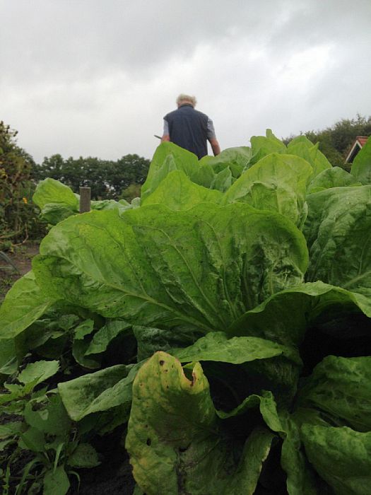 Natuurboerderij oogst ook “vergeten groente” - Foto: Eigen geleverde foto