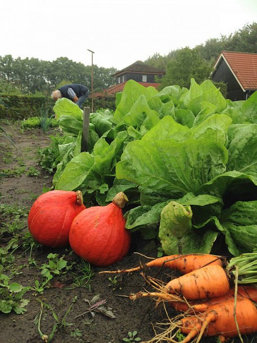 Natuurboerderij oogst ook “vergeten groente” - Foto: Eigen geleverde foto