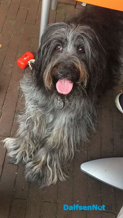 Hond Lana was zoek! - Foto: Ingezonden foto