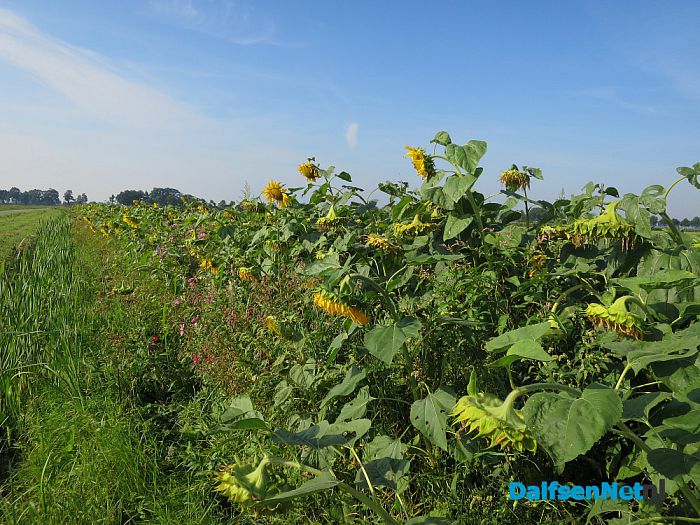 Bloemrijke akkerlanden - Foto: Wim