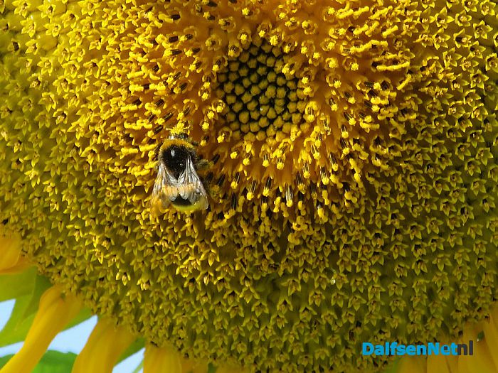 Bloemrijke akkerlanden - Foto: Wim