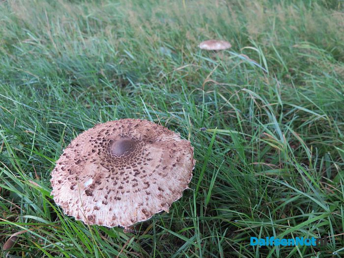 Na al die regen komen de paddenstoelen - Foto: Wim