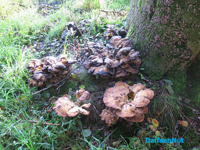 Na al die regen komen de paddenstoelen - Foto: Wim