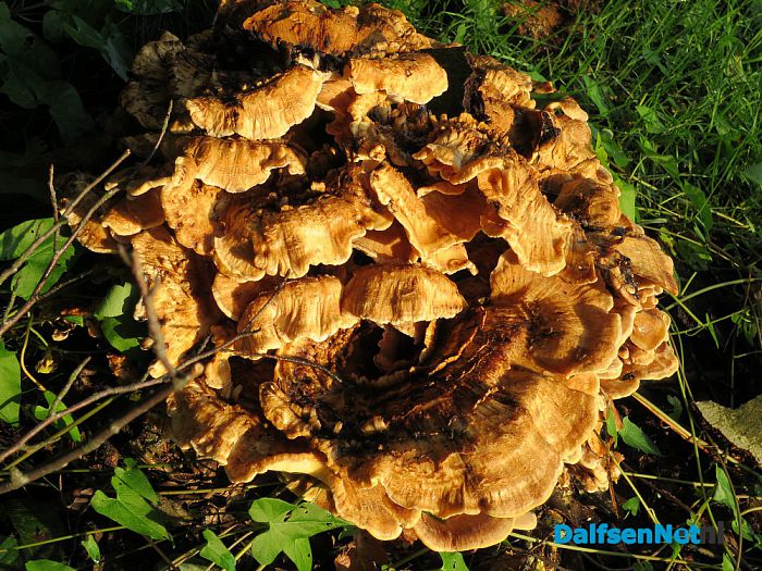 Na al die regen komen de paddenstoelen - Foto: Wim