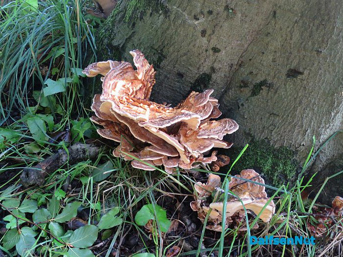 Na al die regen komen de paddenstoelen - Foto: Wim