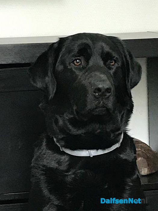 Hond weggelopen en terug - Foto: Ingezonden foto