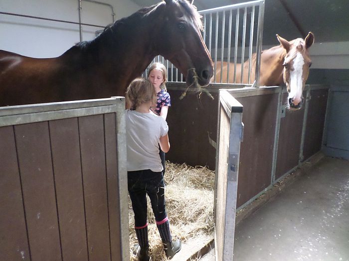 Rommelmarkt en paarden knuffelen - Foto: Eigen geleverde foto