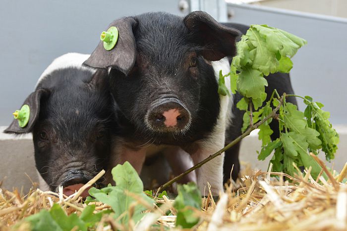 Noordman stopt met bijzonder stalconcept Varkenshoff - Foto: Eigen geleverde foto