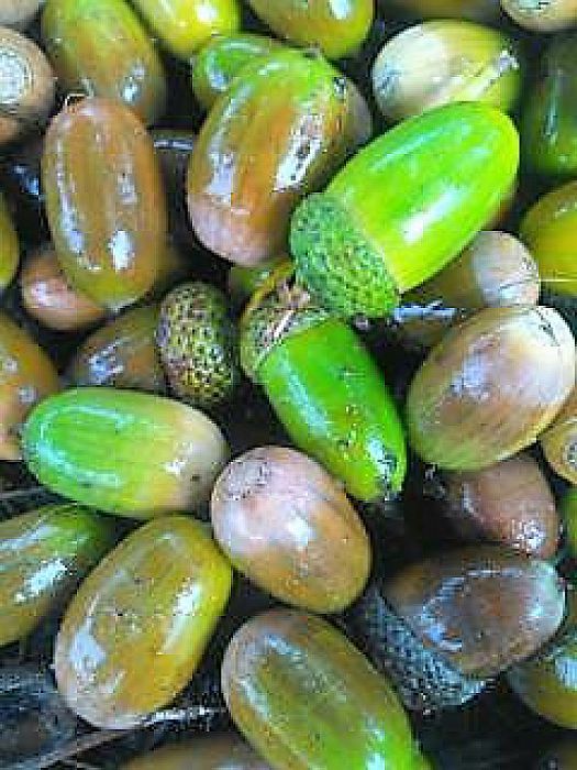 Grote Eikels! - Foto: Eigen geleverde foto