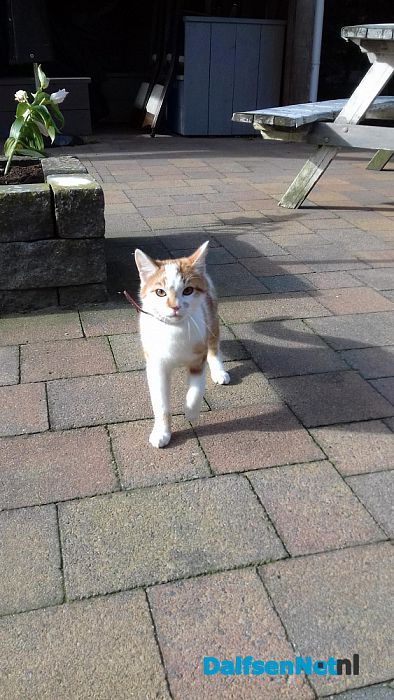 Van wie is deze poes?? Ook weer opgelost - Foto: Ingezonden foto