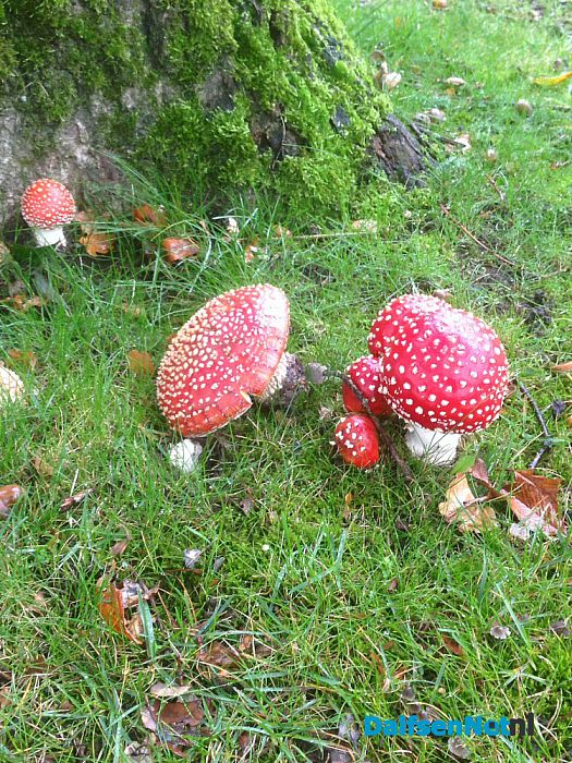 Rood met witte stippen - Foto: Ingezonden foto