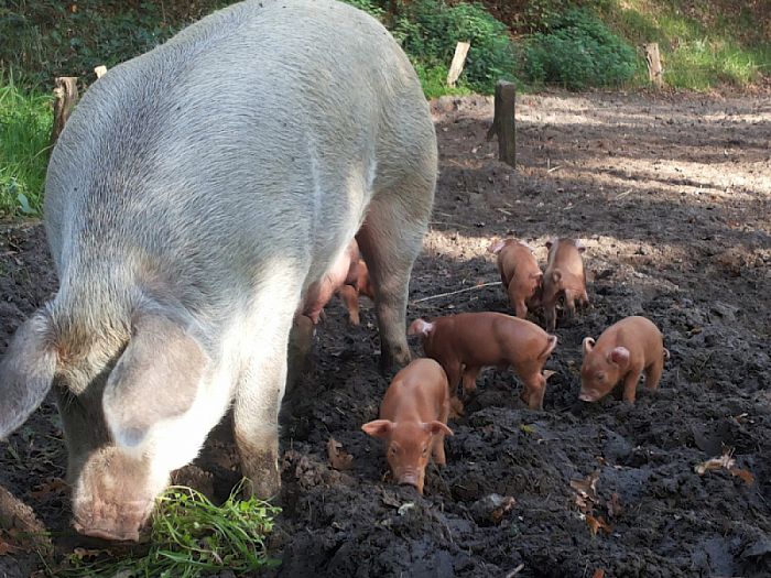 Panhof weer volop in de biggen - Foto: Eigen geleverde foto