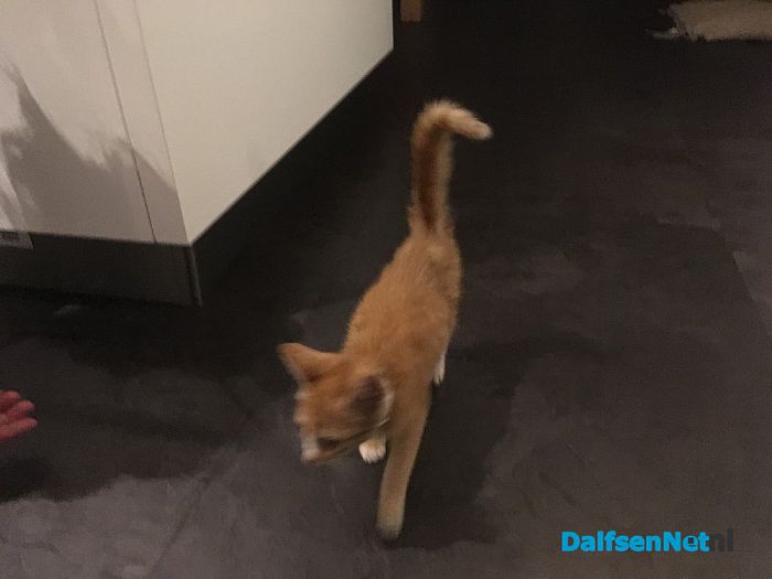 Poesje weer terug - Foto: Ingezonden foto