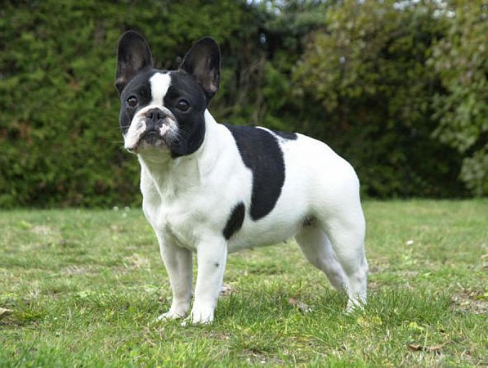Franse buldog was weggelopen maar weer thuis