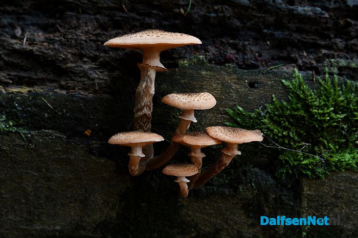 Op Landgoed De Horte is het nu genieten van de herfst - Foto: Johan Bokma