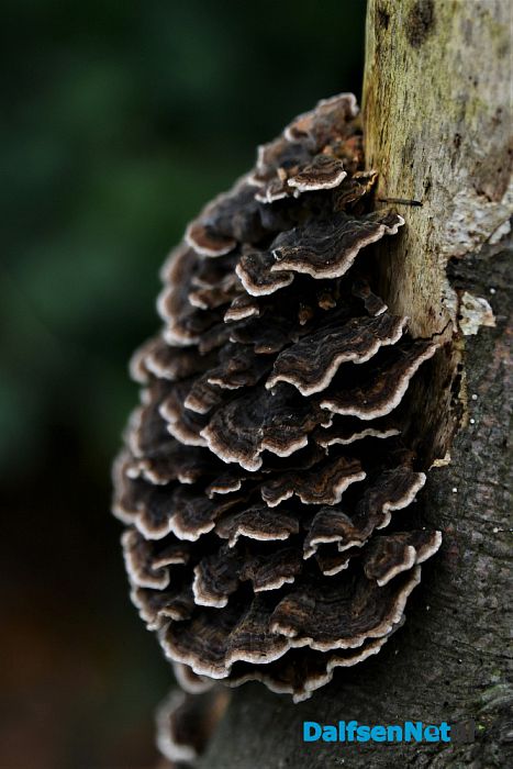 Op Landgoed De Horte is het nu genieten van de herfst - Foto: Johan Bokma