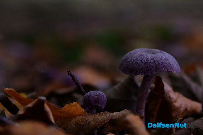 Op Landgoed De Horte is het nu genieten van de herfst - Foto: Johan Bokma