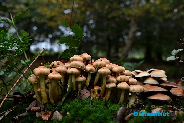 Op Landgoed De Horte is het nu genieten van de herfst - Foto: Johan Bokma
