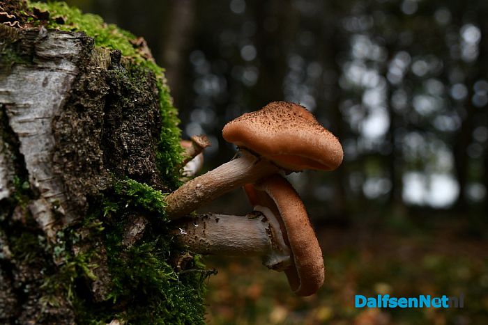 Op Landgoed De Horte is het nu genieten van de herfst - Foto: Johan Bokma