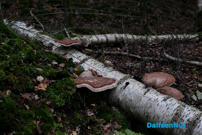 Op Landgoed De Horte is het nu genieten van de herfst - Foto: Johan Bokma