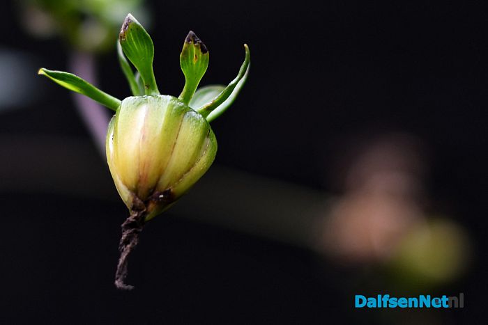 Op Landgoed De Horte is het nu genieten van de herfst - Foto: Johan Bokma
