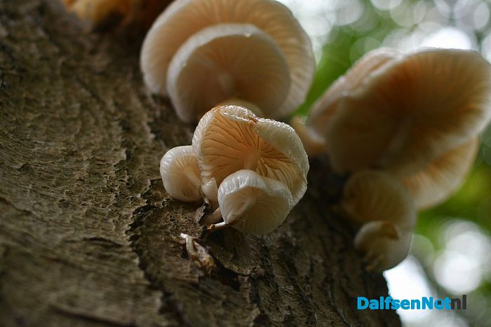 Op Landgoed De Horte is het nu genieten van de herfst - Foto: Johan Bokma