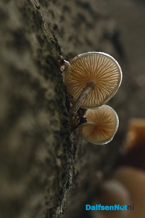 Op Landgoed De Horte is het nu genieten van de herfst - Foto: Johan Bokma