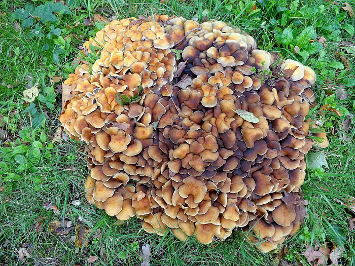 Paddenstoelen legio - Foto: Eigen geleverde foto