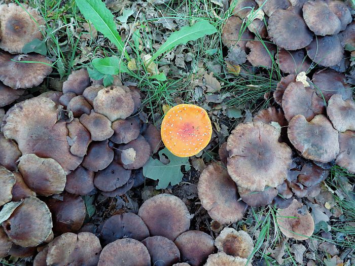 Paddenstoelen legio - Foto: Eigen geleverde foto