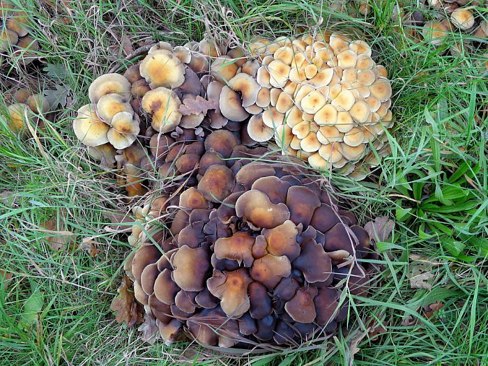 Paddenstoelen legio - Foto: Eigen geleverde foto