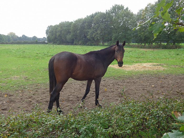 Raadsel voor een leek - Foto: Eigen geleverde foto
