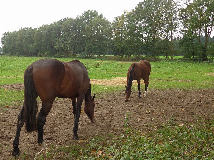 Raadsel voor een leek - Foto: Eigen geleverde foto