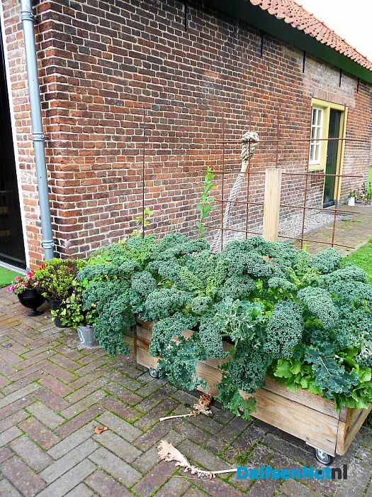 Eetbare planten in plantenbak