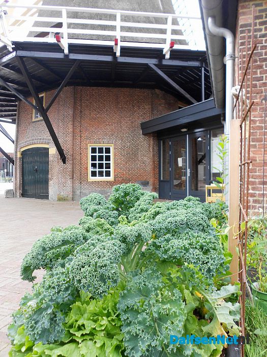 Eetbare planten in plantenbak