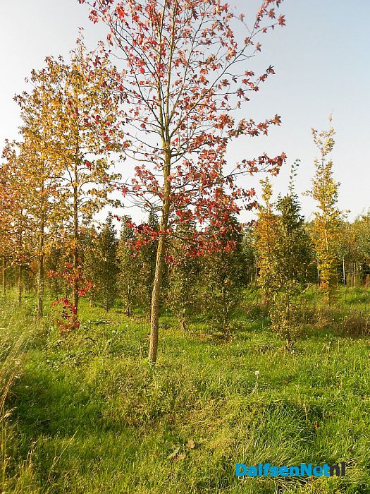 Nazomeren en herfst te gelijk