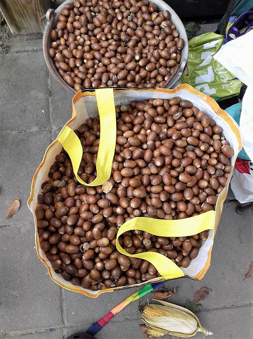 Grote Eikels! - Foto: Eigen geleverde foto