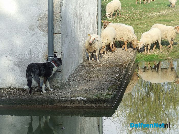 Hoonhorster schaapherder in Frankrijk - Foto: Wim