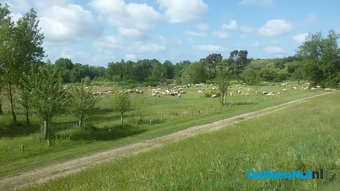 Hoonhorster schaapherder in Frankrijk - Foto: Wim