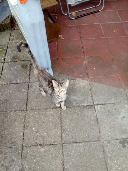 Wie mist kat - Foto: Eigen geleverde foto