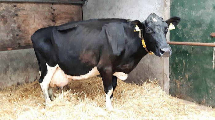 Koe en eigenaar gehuldigd - Foto: Eigen geleverde foto