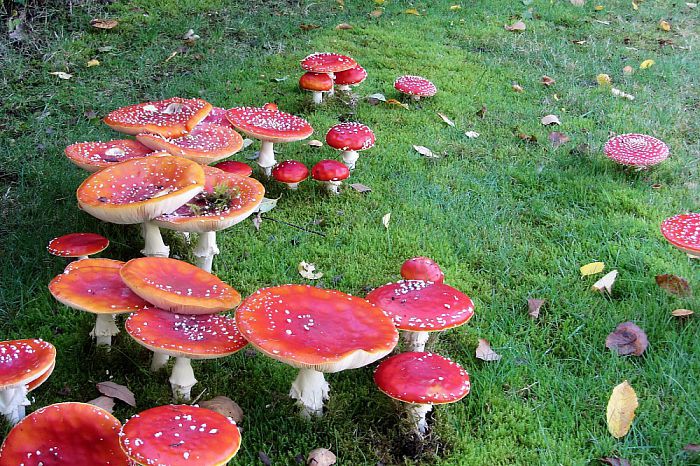 Rood met witte stippen - Foto: Eigen geleverde foto