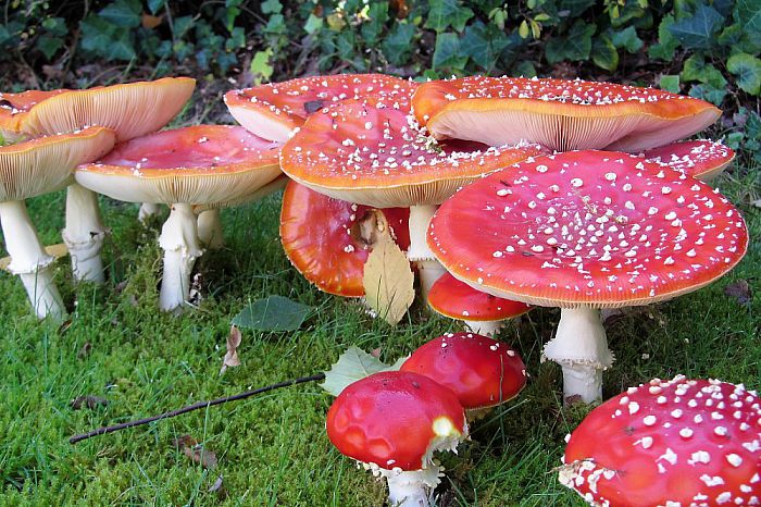 Rood met witte stippen - Foto: Eigen geleverde foto