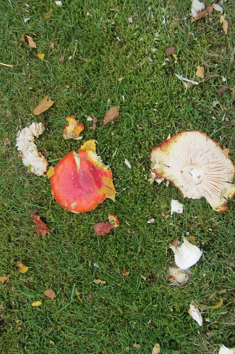 Kabouterhuisjes - Foto: Eigen geleverde foto