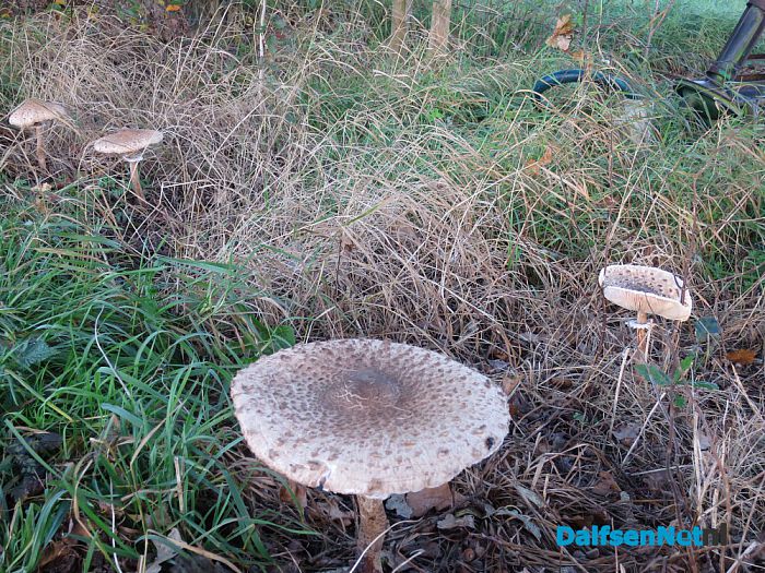 De natuur met herfst en lente - Foto: Wim
