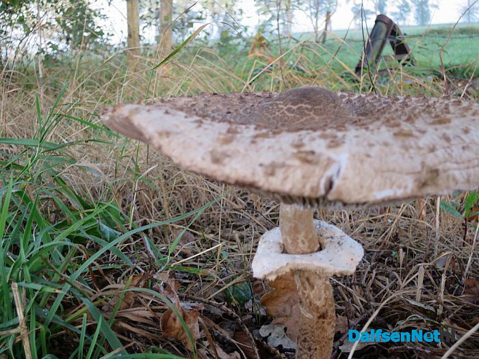 De natuur met herfst en lente - Foto: Wim