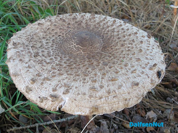De natuur met herfst en lente - Foto: Wim